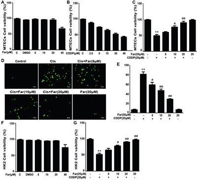 Farrerol Attenuates Cisplatin-Induced Nephrotoxicity by Inhibiting the Reactive Oxygen Species-Mediated Oxidation, Inflammation, and Apoptotic Signaling Pathways